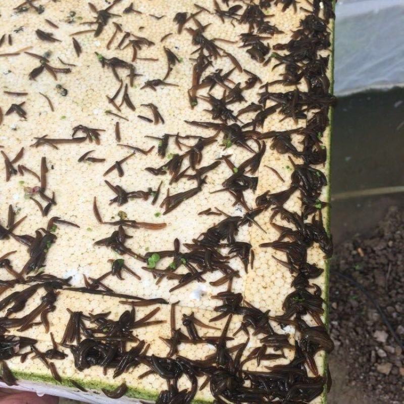 苏南青年苗买多少送多少成活率高生长快产量高