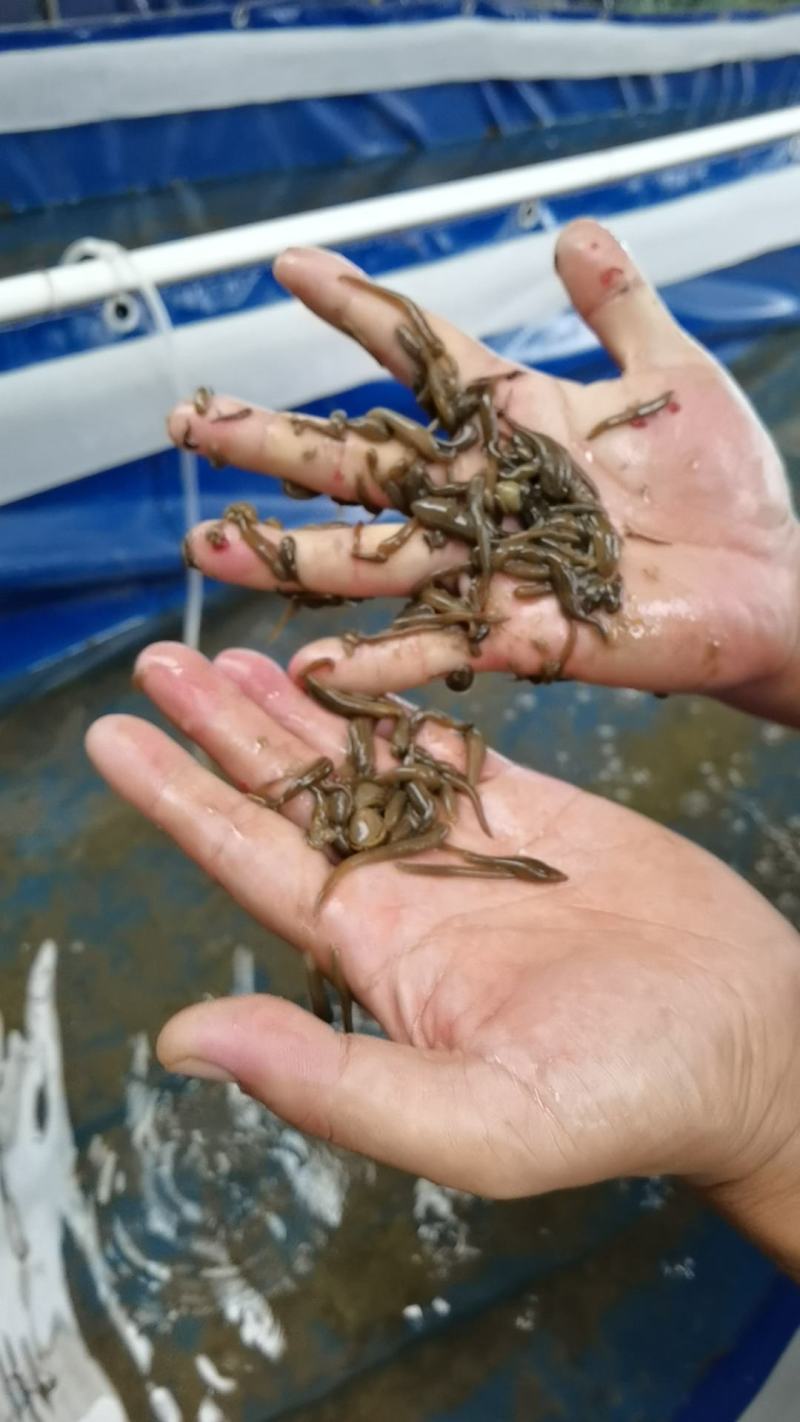 苏南青年苗买多少送多少成活率高生长快产量高