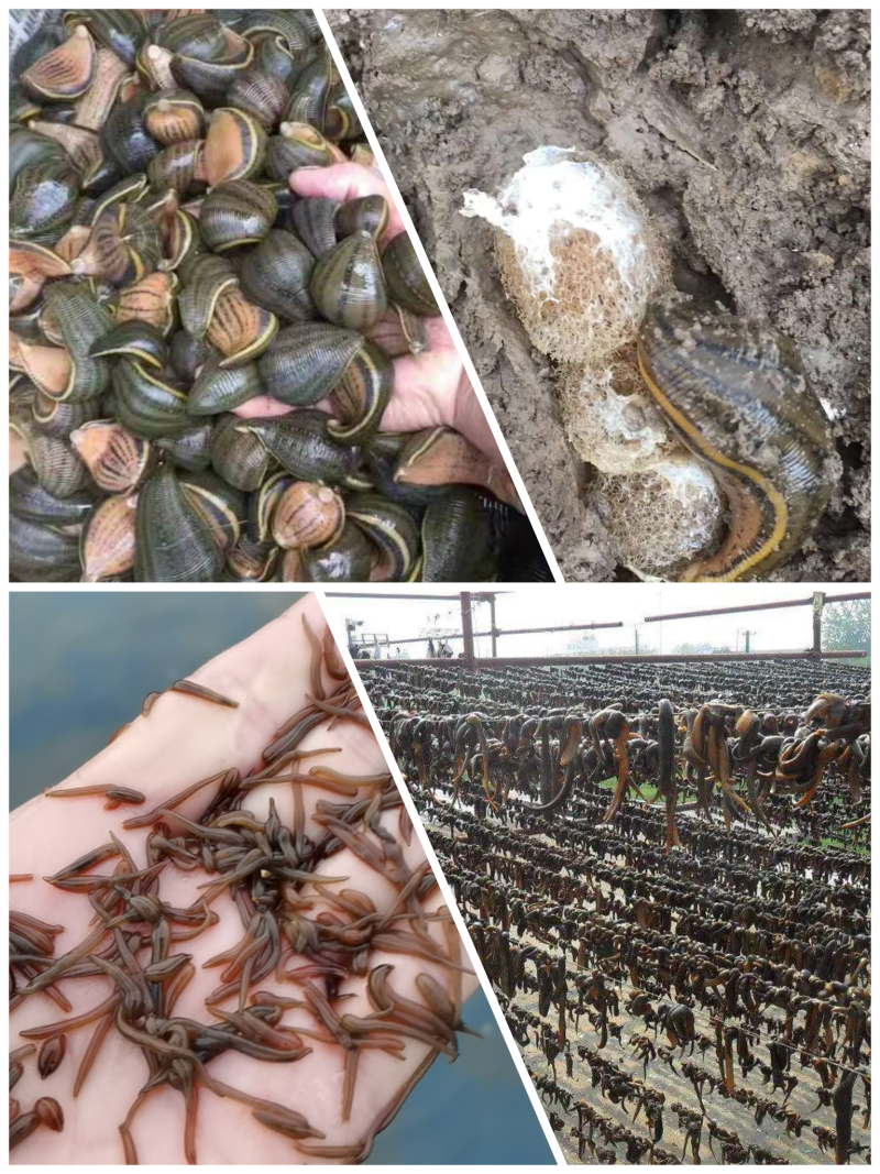 苏南青年苗买多少送多少成活率高生长快产量高