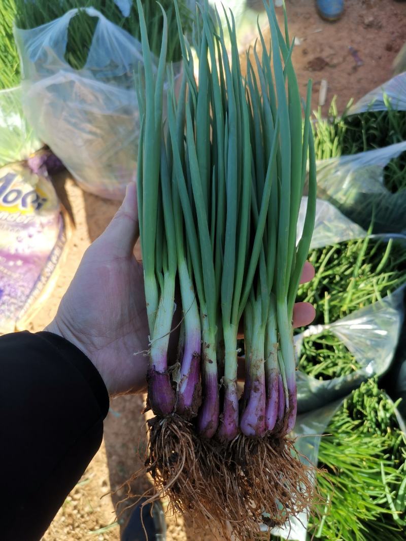 【热卖推荐】精品葱苗大量有货长期出售葱苗