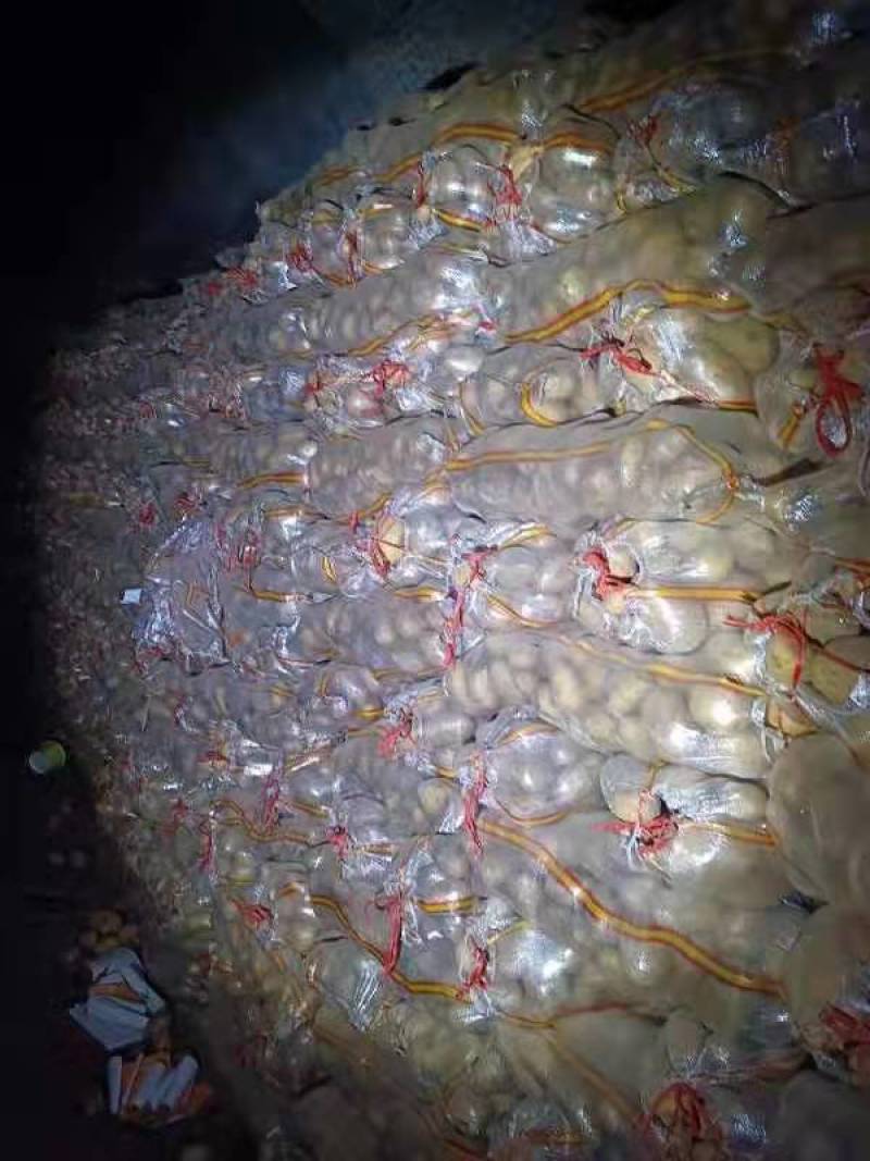 【大白花】土豆！出粉率高14点以上，供应各大厂家电话咨