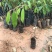 榴莲果树苗泰国金枕头猫山王榴莲苗带土带叶发货南方种植