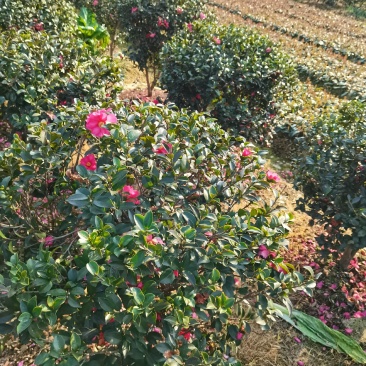 苗圃供应多花常绿灌木茶梅球茶梅毛球茶梅杯苗茶梅色块苗
