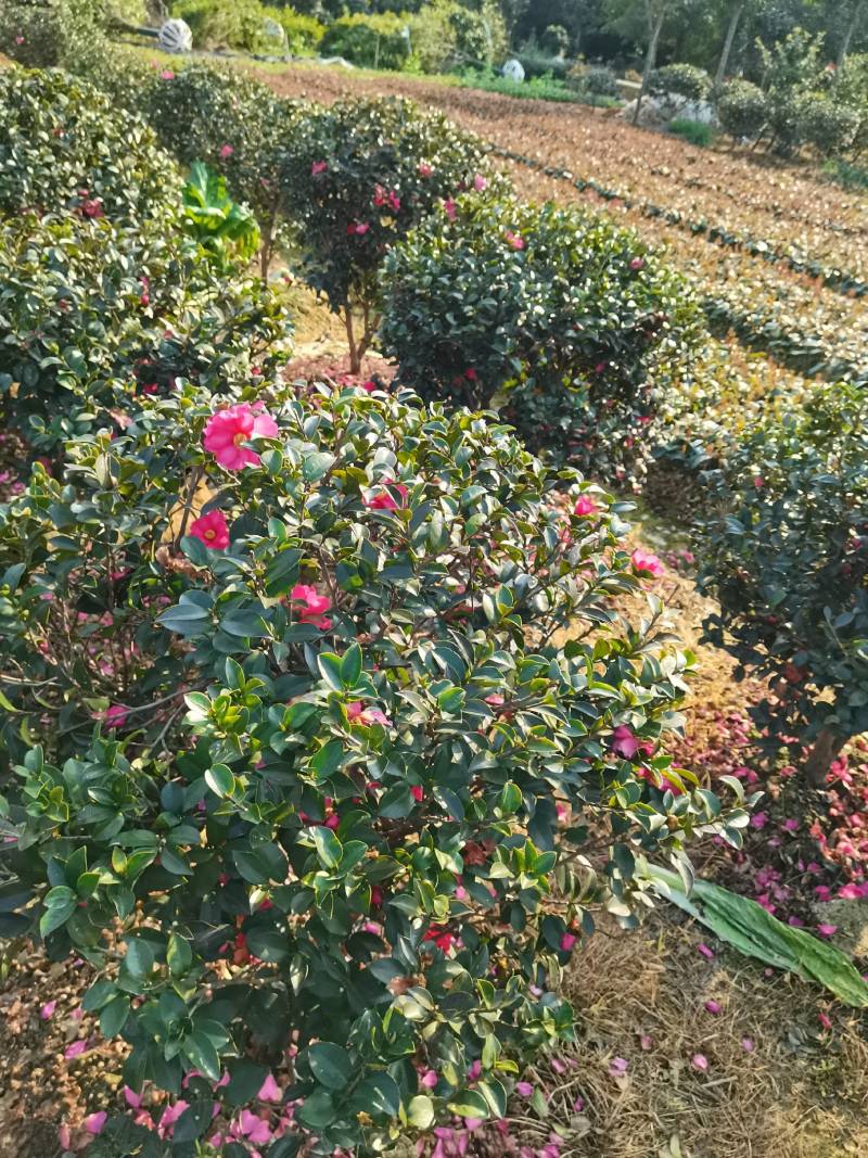 苗圃供应多花常绿灌木茶梅球茶梅毛球茶梅杯苗茶梅色块苗
