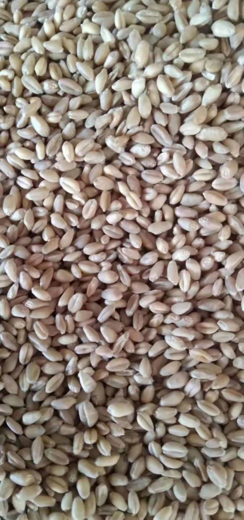 新疆冬麦（新冬20）国库标准参数二等粮杂质1水12.5
