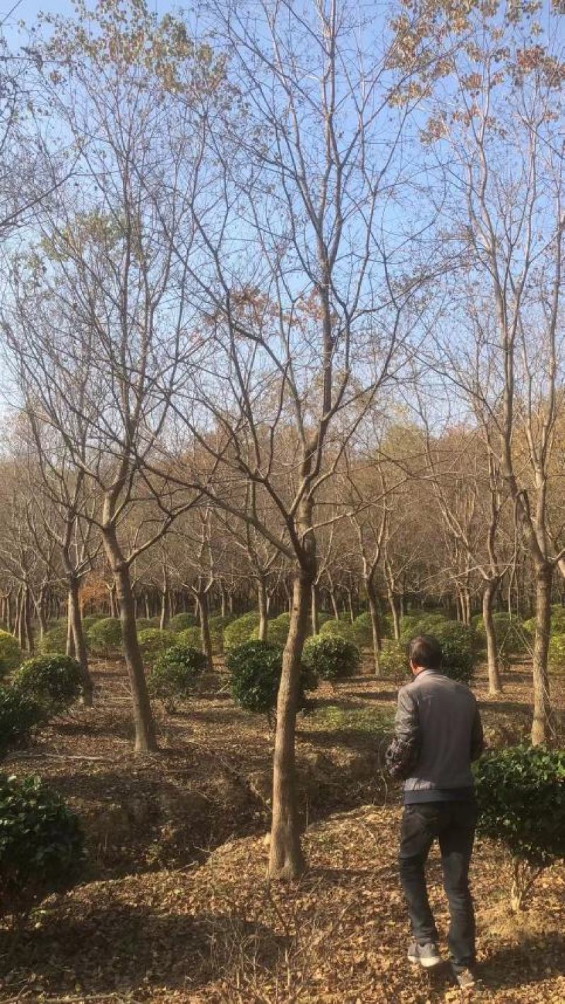 乌桕，苗圃直供精品乌桕规格齐全，量大可以优惠