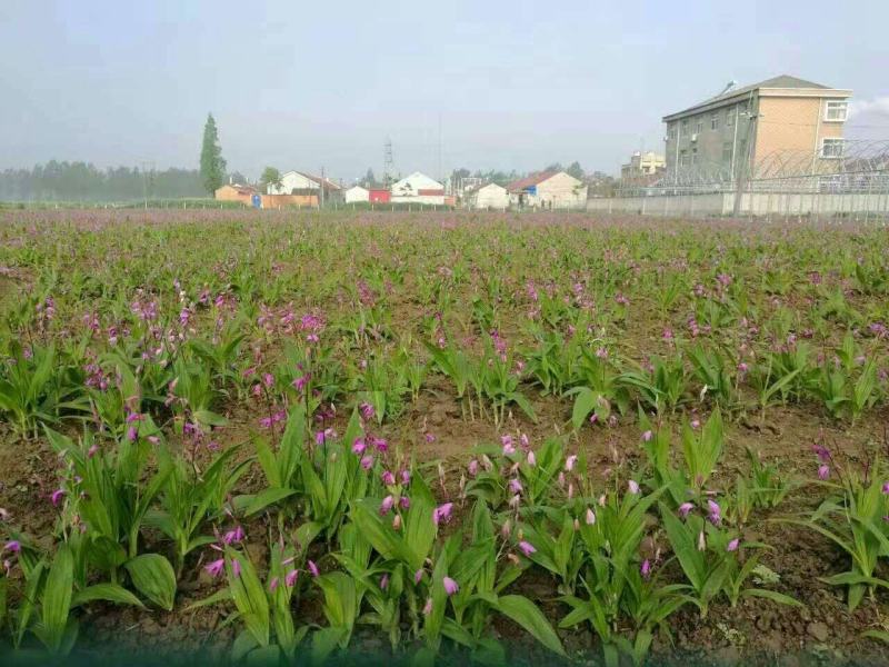 紫花三叉白芨种苗，直播驯化苗10~20cm