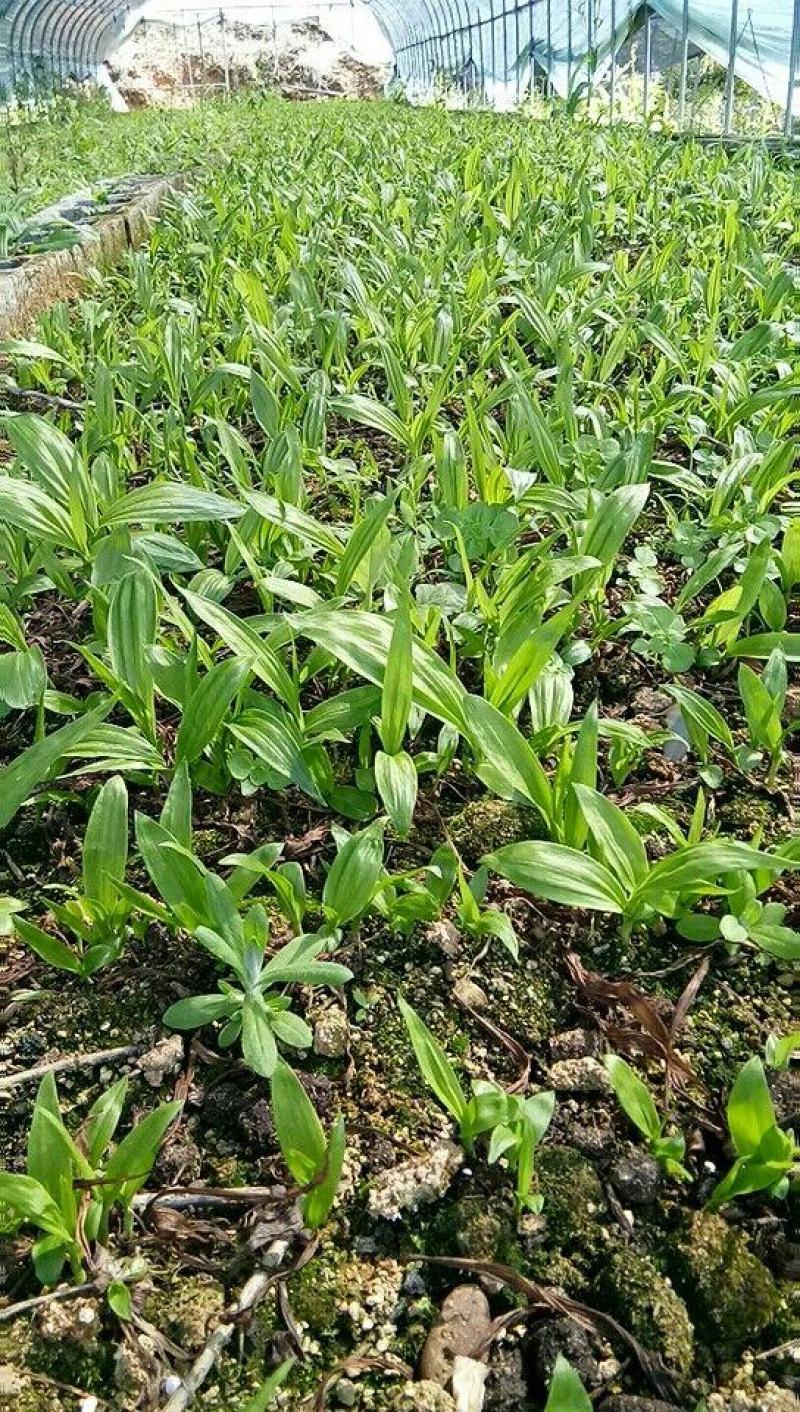 紫花三叉白芨种苗，直播驯化苗10~20cm