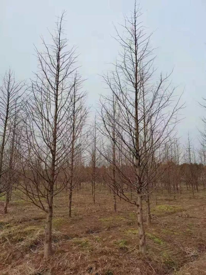 优质精品水杉3-20公分水杉树苗苗圃直供
