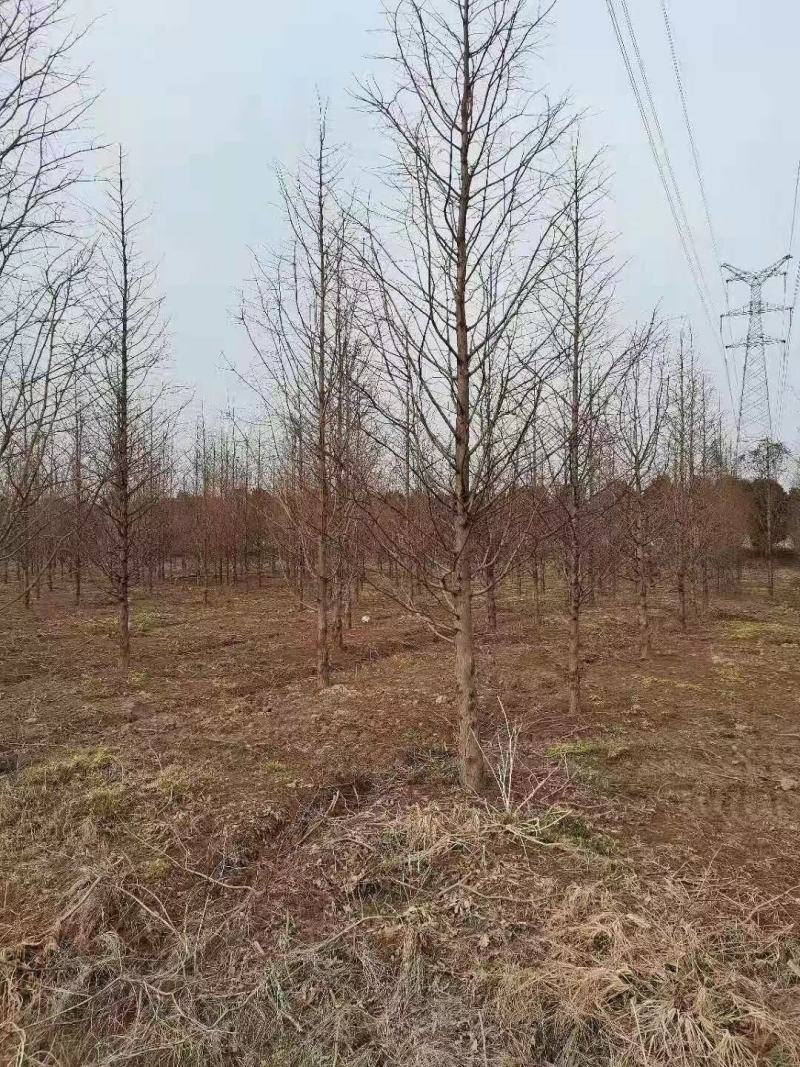 优质精品水杉3-20公分水杉树苗苗圃直供