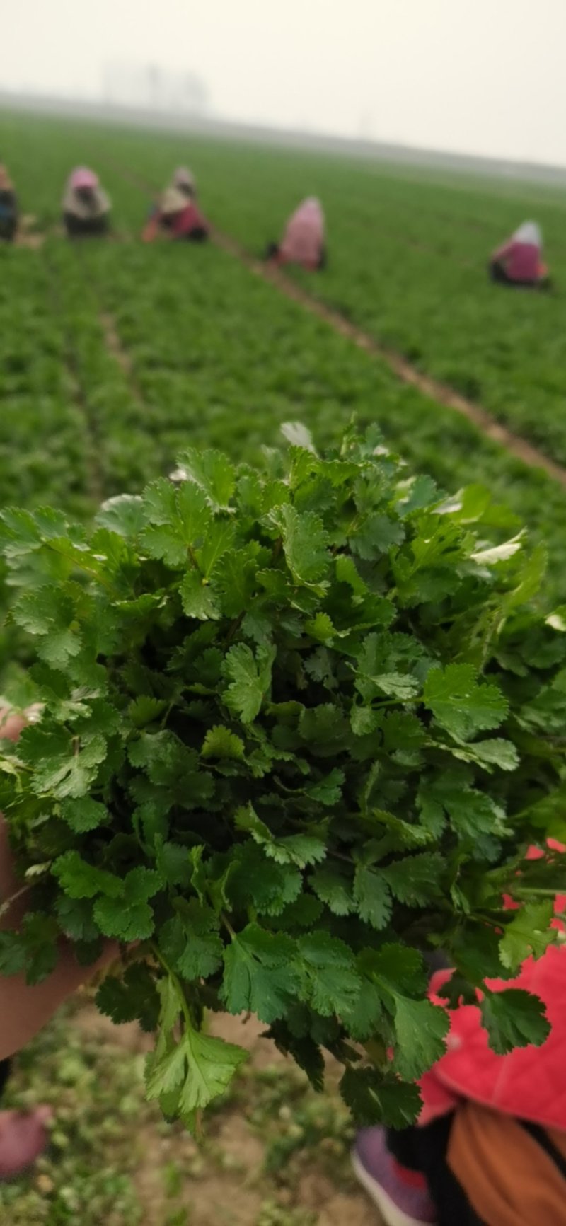 基地大量香菜