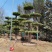 对节白蜡造型树批发零售河南鄢陵县对节白蜡造型基地