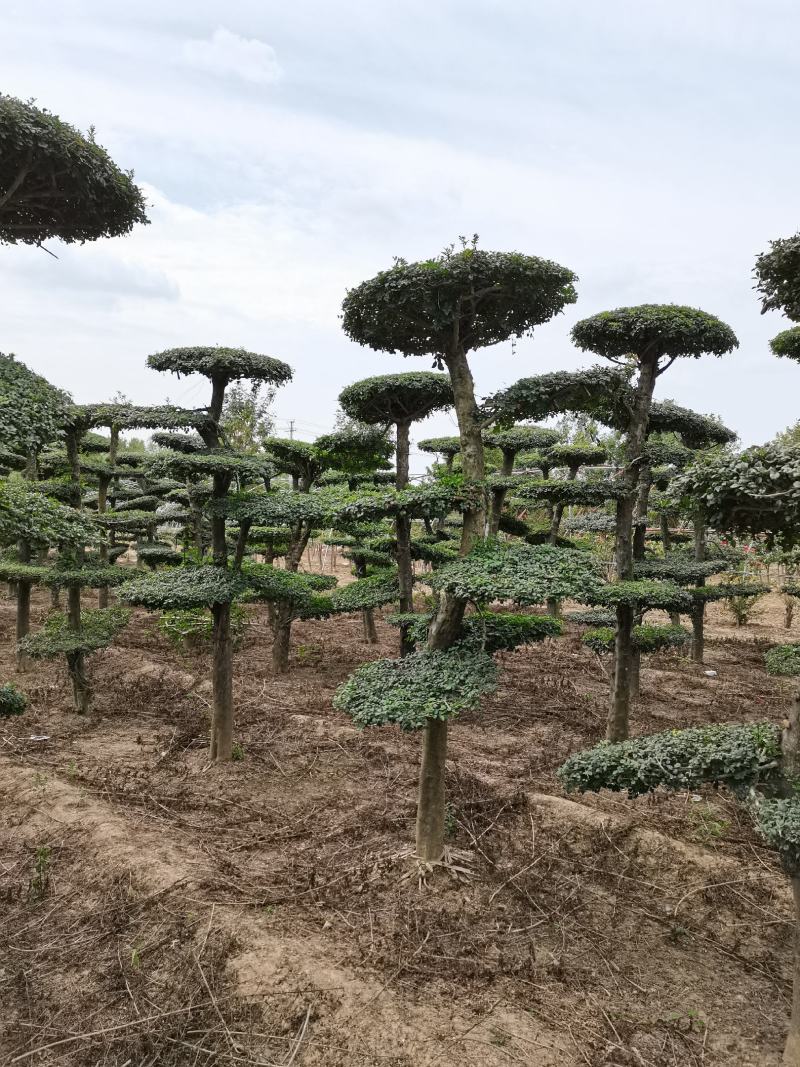 对节白蜡造型树批发零售河南鄢陵县对节白蜡造型基地