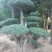 对节白蜡造型树批发零售河南鄢陵县对节白蜡造型基地