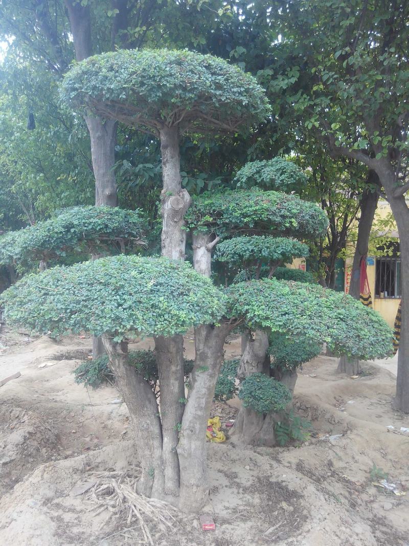 对节白蜡造型树批发零售河南鄢陵县对节白蜡造型基地