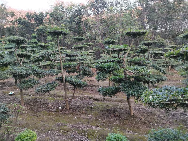 对节白蜡造型树批发零售河南鄢陵县对节白蜡造型基地