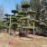 对节白蜡造型树批发零售河南鄢陵县对节白蜡造型基地