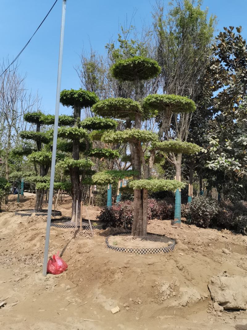对节白蜡造型树批发零售河南鄢陵县对节白蜡造型基地