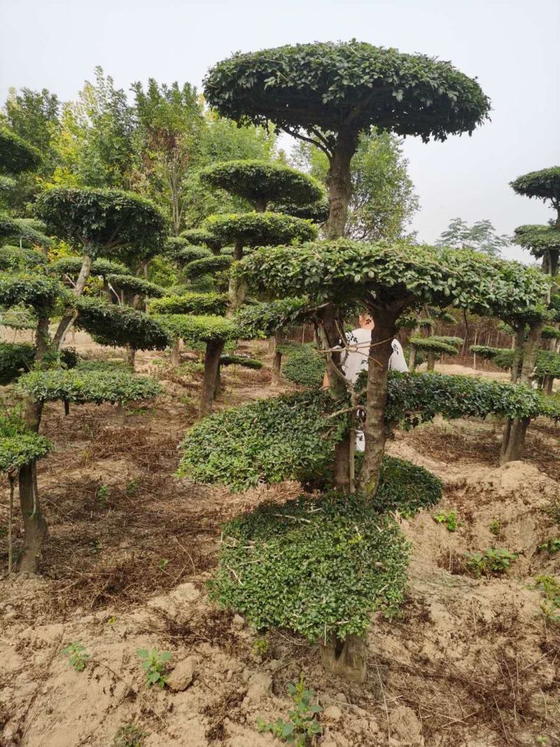 对节白蜡造型树批发零售河南鄢陵县对节白蜡造型基地