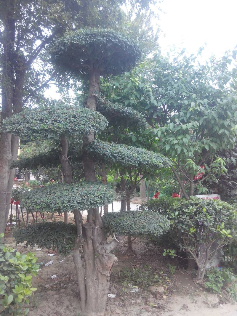 对节白蜡造型树批发零售河南鄢陵县对节白蜡造型基地