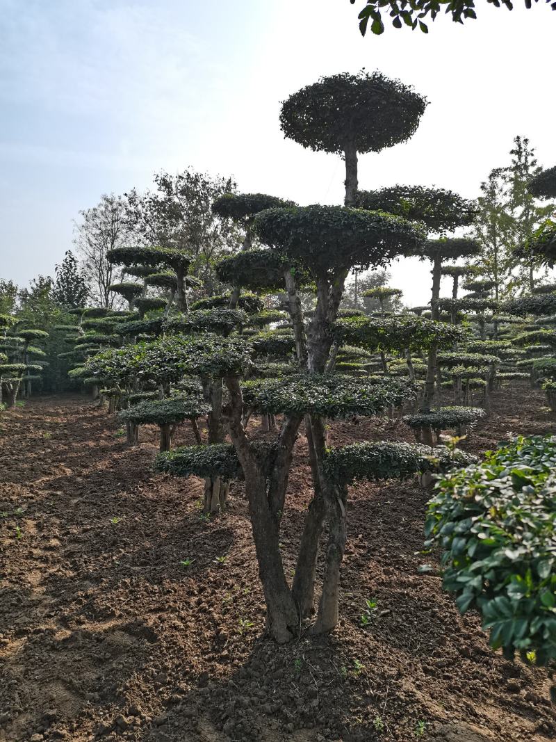 对节白蜡造型树批发零售河南鄢陵县对节白蜡造型基地
