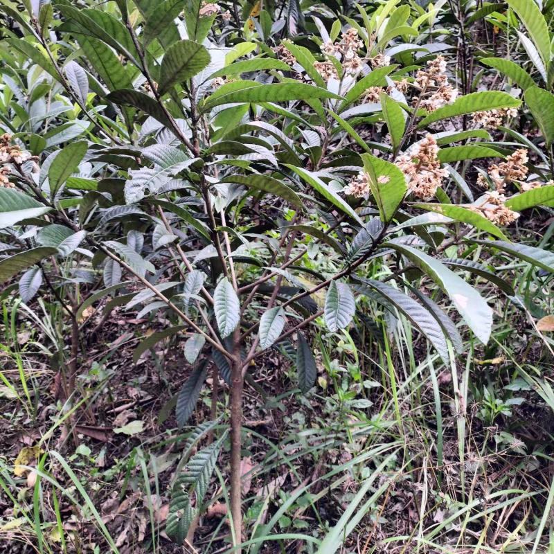 枇杷苗精品枇杷树苗量大从优对接全国