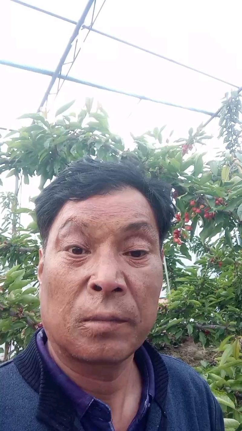 陕西渭南早大果沙王红灯撒弥陀布鲁克斯麦早俄八等各种樱热销