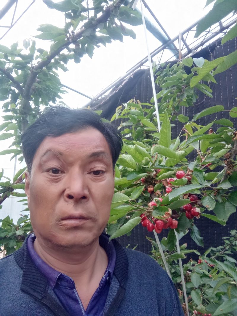 陕西渭南早大果沙王红灯撒弥陀布鲁克斯麦早俄八等各种樱热销