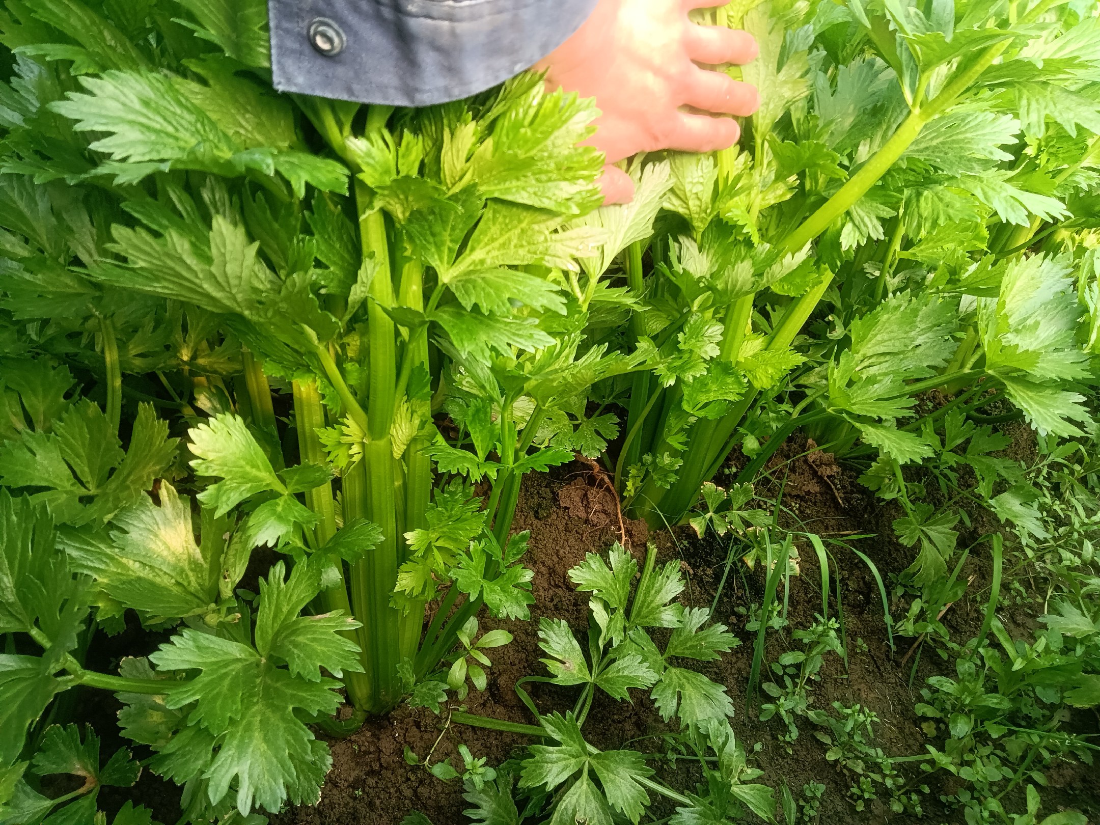 百合炒西芹成品图,摆盘精致,色泽鲜亮 百合炒西芹成品图