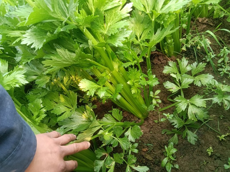 大西芹即将上市需要的老板可以预订联系了