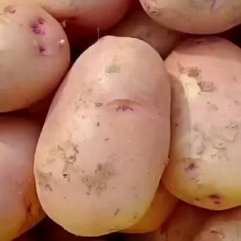 云南盈江新土豆上市