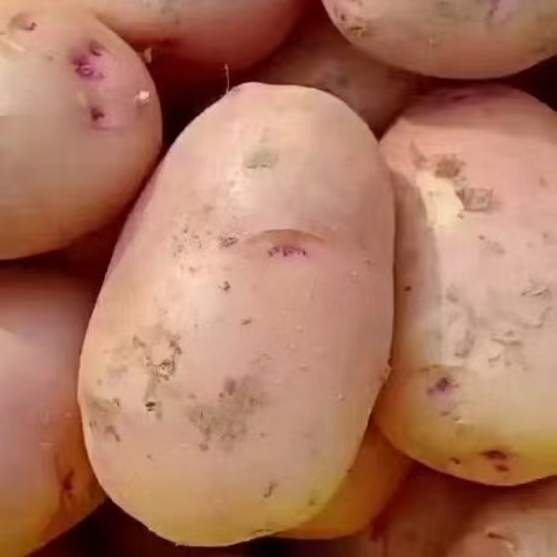 云南盈江新土豆上市