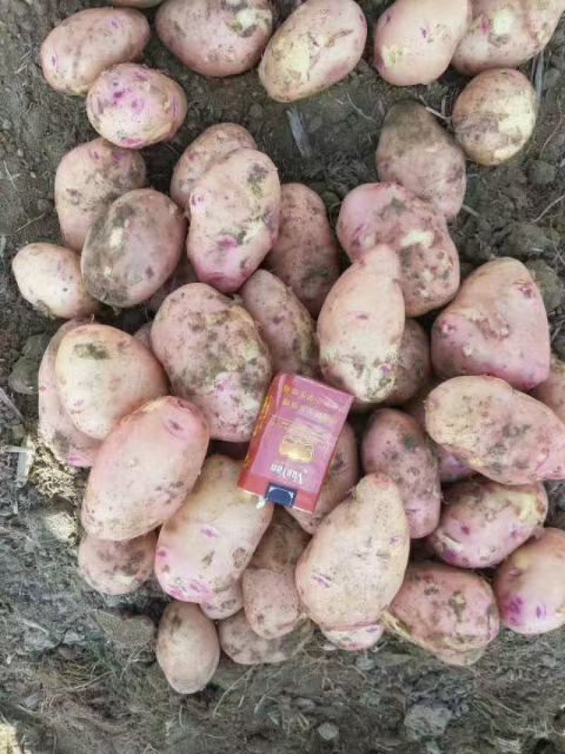 云南盈江新土豆上市