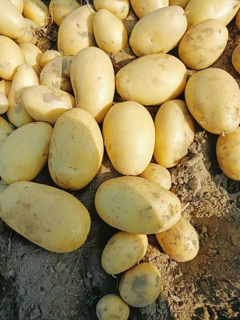 云南盈江新土豆上市