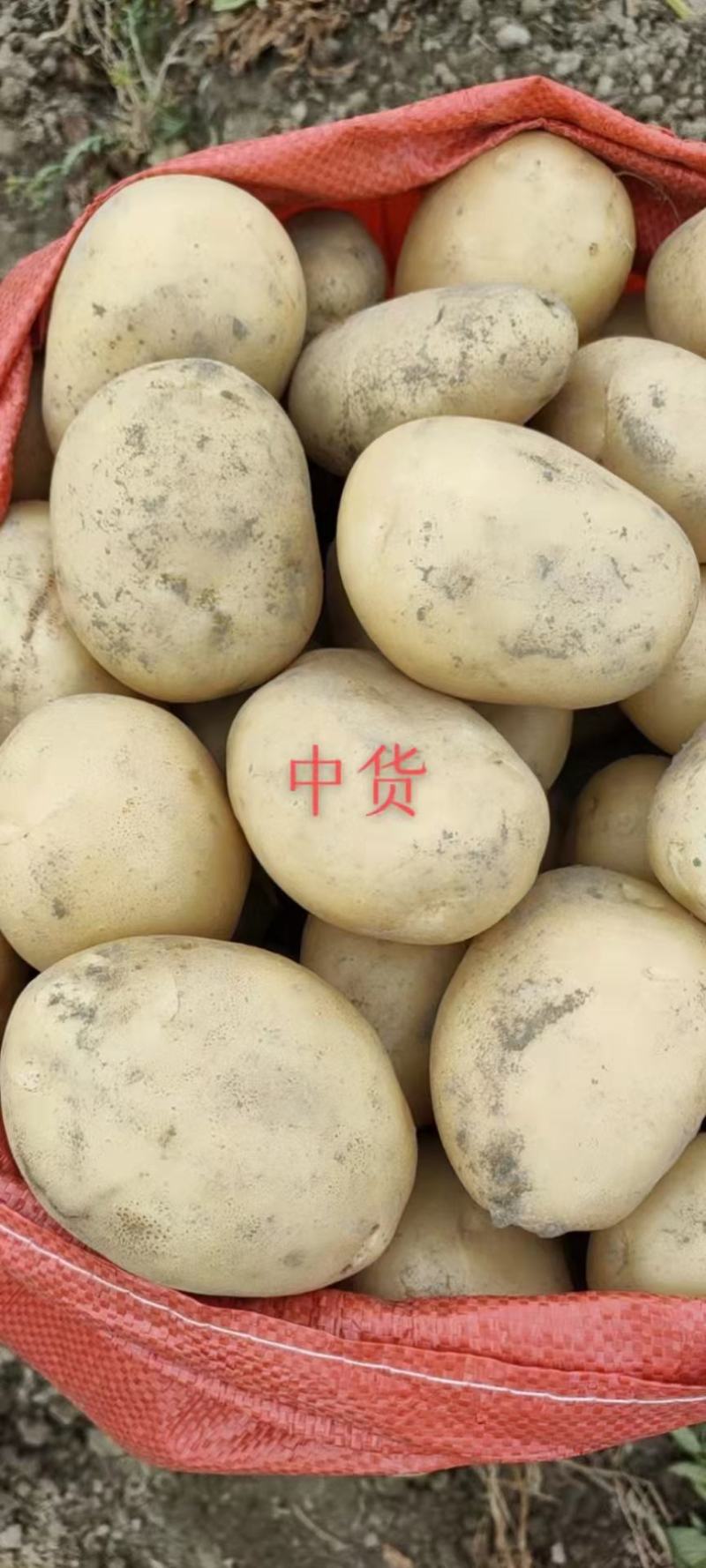 云南盈江新土豆上市
