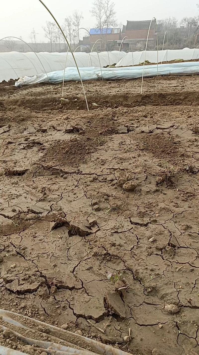 玛莎莉蜜薯苗，基地提供种植技术指导，成活回报率高，欢迎下单