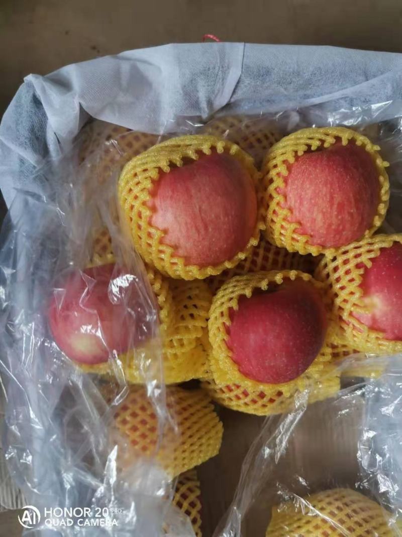 陕西精品红富士苹果产地直销纸袋红富士苹果