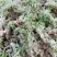 四川大凉山高海拔地区特粗的水苔现釆现发