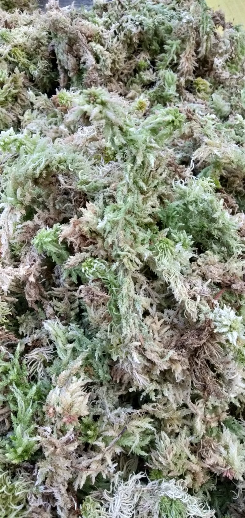 四川大凉山高海拔地区特粗的水苔现釆现发