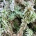 四川大凉山高海拔地区特粗的水苔现釆现发