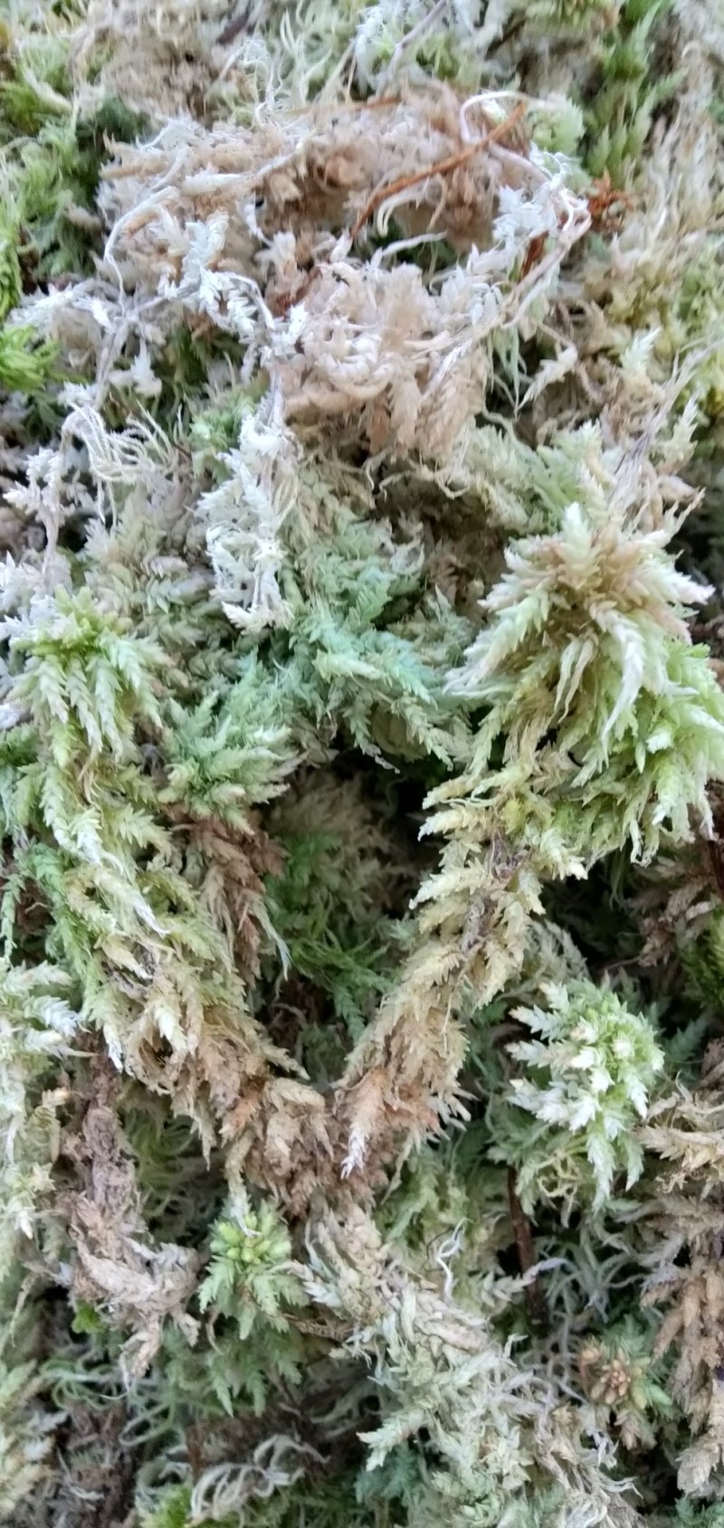 四川大凉山高海拔地区特粗的水苔现釆现发