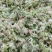 四川大凉山高海拔地区特粗的水苔现釆现发