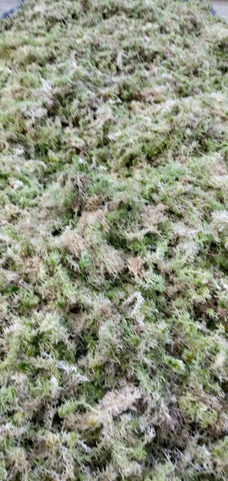 四川大凉山高海拔地区特粗的水苔现釆现发