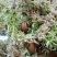 四川大凉山高海拔地区特粗的水苔现釆现发