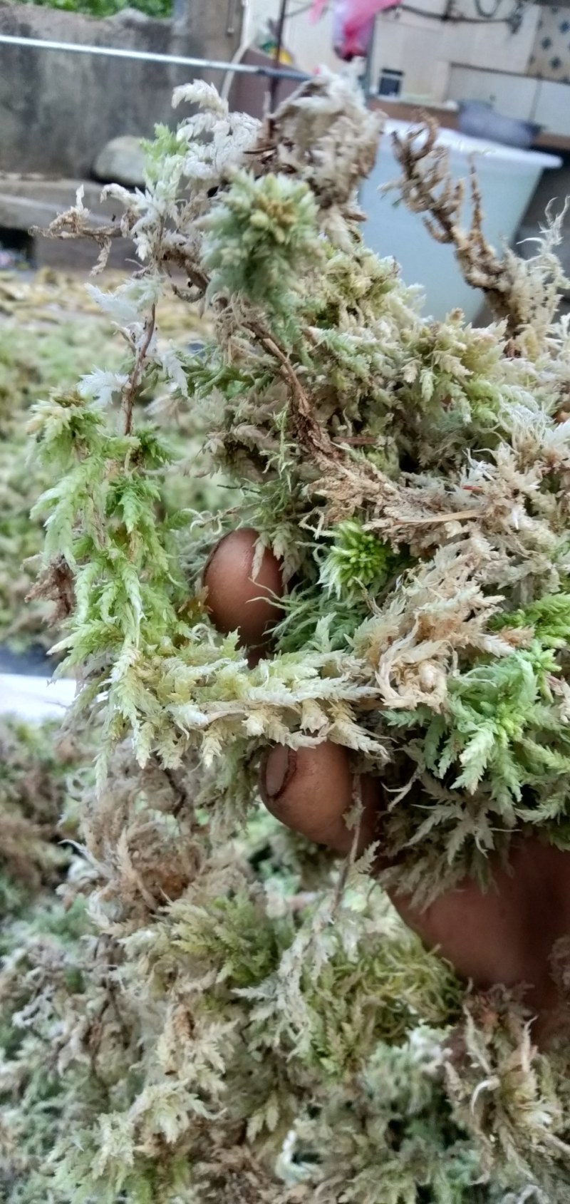 四川大凉山高海拔地区特粗的水苔现釆现发
