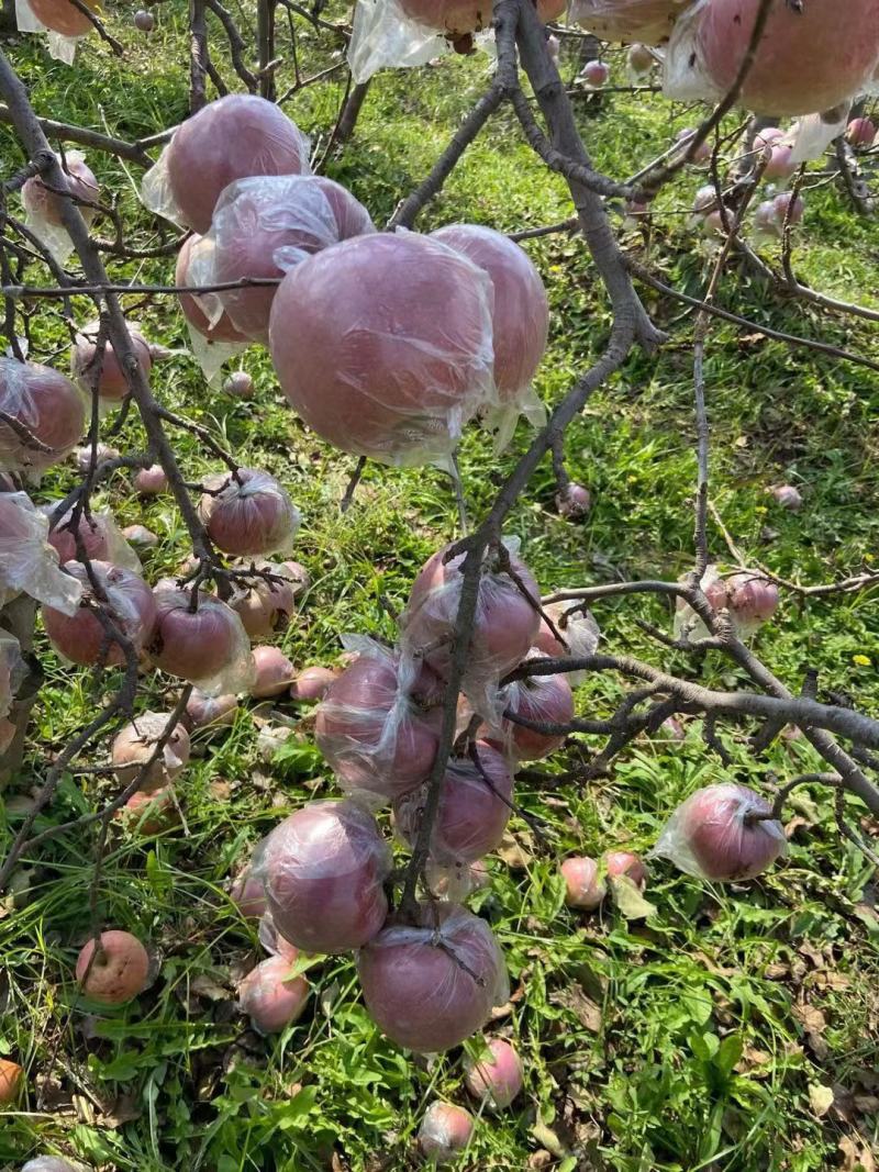 陕西精品膜袋，纸加膜袋红富士苹果产地价格批发