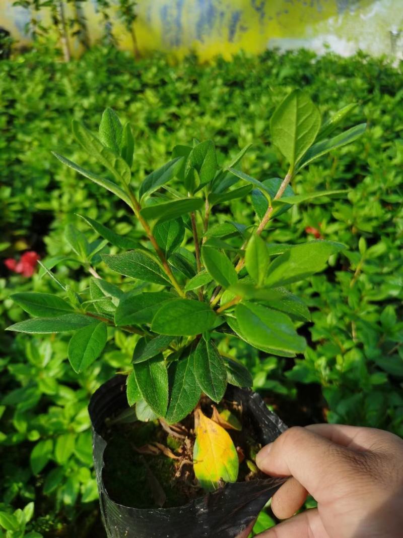 （热销）丹东鹃红珊瑚杜鹃小苗基地自产自销量大有货