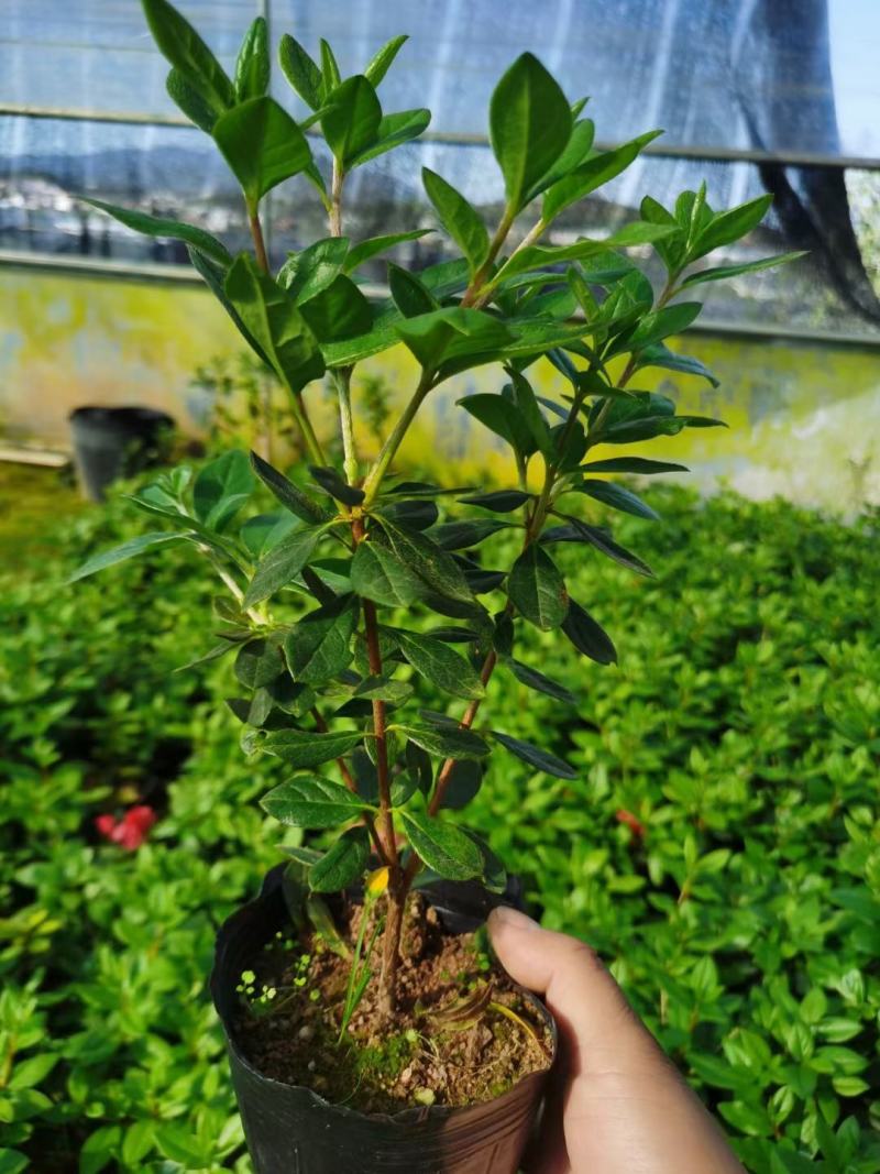 （热销）丹东鹃红珊瑚杜鹃小苗基地自产自销量大有货