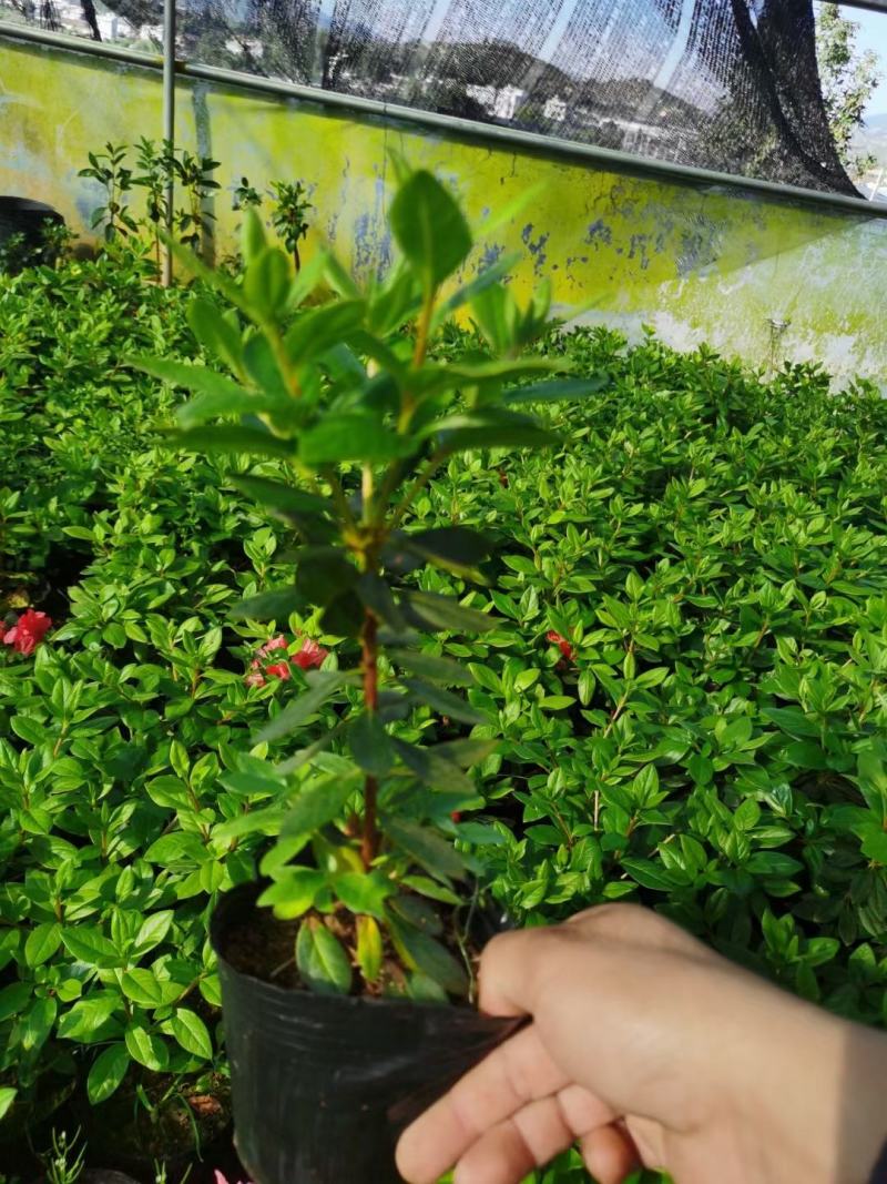 （热销）丹东鹃红珊瑚杜鹃小苗基地自产自销量大有货