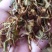 金银花黔西南州金银花统花产地直供无硫一吨起批